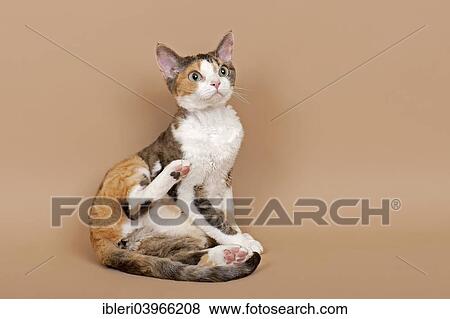 "Devon Rex cat, tricolor" View Large Photo Image Stock Photo - "Devon Rex cat, tricolor". Fotosearch