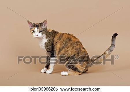 "Devon Rex cat, tricolor" View Large Photo Image Stock Photography - "Devon Rex cat, tricolor". Fotosearch