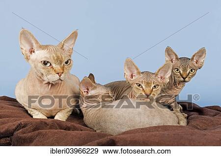 Devon Rex cat with three kittens View Large Photo Image Stock Photo - Devon Rex cat with three kittens. Fotosearch