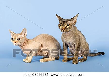 "Devon Rex, male and female cat" View Large Photo Image Stock Photography - "Devon Rex, male and female cat". Fotosearch