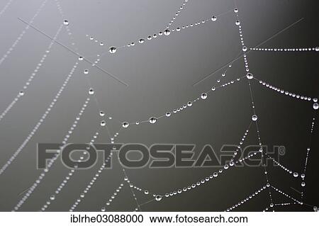 "Dew drops on a spider web, Duvenstedter Brook, Hamburg-Duvenstedt, Hamburg, Germany, Europe" View Large Photo Image Stock Image - "Dew drops on a spider web, Duvenstedter Brook, Hamburg-Duvenstedt, Hamburg, Germany, Europe". Fotosearch