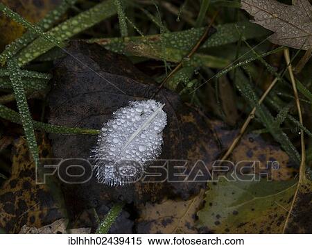 "Dew, spring, leaf, autumn" View Large Photo Image Stock Photography - "Dew, spring, leaf, autumn". Fotosearch