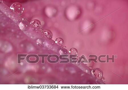 "Dewdrops on a Rose (Rosa) petal, Germany, Europe" View Large Photo Image Picture - "Dewdrops on a Rose (Rosa) petal, Germany, Europe". Fotosearch