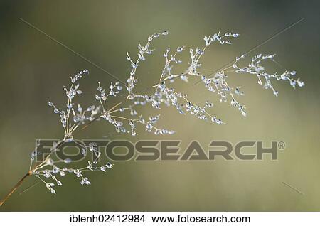 Dewdrops on grass, Haren, Emsland, Lower Saxony, Germany, Europe View Large Photo Image Picture - Dewdrops on grass, Haren, Emsland, Lower Saxony, Germany, Europe. Fotosearch