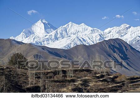 "Dhaulagiri Mountain, 8167 m, terrace fields in the foreground, seen from Muktinath, Muktinath, Lower Mustang, Nepal, Asia" View Large Photo Image Stock Photograph - "Dhaulagiri Mountain, 8167 m, terrace fields in the foreground, seen from Muktinath, Muktinath, Lower Mustang, Nepal, Asia". Fotosearch