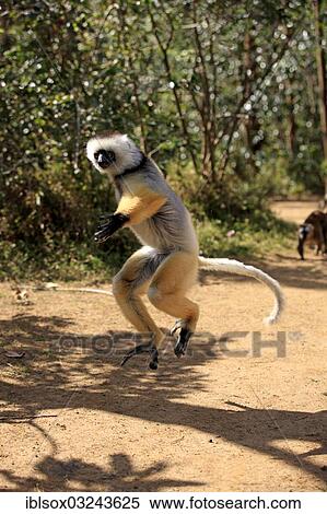 "Diademed Sifaka (Propithecus diadema), jumping, captive, Madagascar, Africa" View Large Photo Image Stock Photography - "Diademed Sifaka (Propithecus diadema), jumping, captive, Madagascar, Africa". Fotosearch