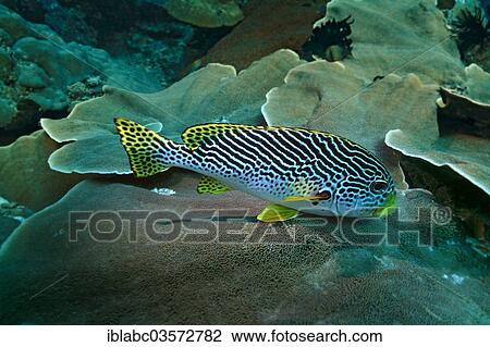"Diagonal-banded Sweetlips (Plectorhinchus lineatus), Raja Ampat, West Papua, Indonesia, Asia" View Large Photo Image Stock Image - "Diagonal-banded Sweetlips (Plectorhinchus lineatus), Raja Ampat, West Papua, Indonesia, Asia". Fotosearch