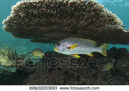 "Diagonal-banded Sweetlips (Plectorhinchus lineatus), adult, sheltering under Table Coral (Acropora clathrata), on reef, Sipadan Island, Sabah, Borneo, Malaysia, Southeast Asia, Asia" View Large Photo Image Stock Image - "Diagonal-banded Sweetlips (Plectorhinchus lineatus), adult, sheltering under Table Coral (Acropora clathrata), on reef, Sipadan Island, Sabah, Borneo, Malaysia, Southeast Asia, Asia". Fotosearch