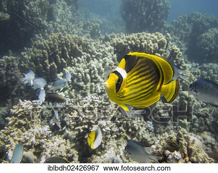 "Diagonal Butterflyfish or Red Sea Raccoon Butterflyfish (Chaetodon fasciatus), Mangrove Bay, Red Sea, Egypt, Africa" View Large Photo Image Stock Photo - "Diagonal Butterflyfish or Red Sea Raccoon Butterflyfish (Chaetodon fasciatus), Mangrove Bay, Red Sea, Egypt, Africa". Fotosearch