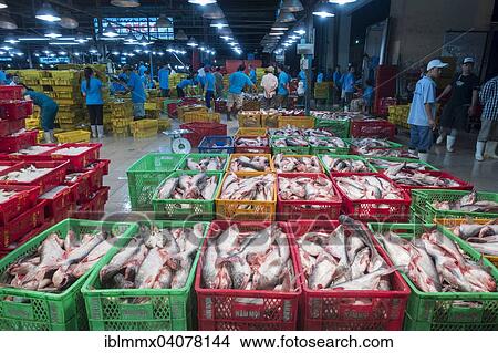 "Different varieties of fish in plastic baskets with ice, central fish market, Ho Chi Minh City, Vietnam, Asia" View Large Photo Image Picture - "Different varieties of fish in plastic baskets with ice, central fish market, Ho Chi Minh City, Vietnam, Asia". Fotosearch