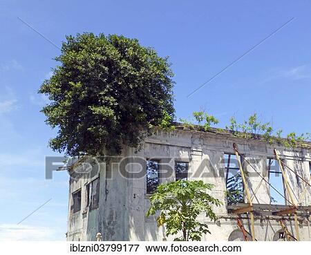 "Dilapidated house in the historic centre Casco Viejo, also Casco Antiguo or San Felipe, Panama City, Panama, North America" View Large Photo Image Stock Photo - "Dilapidated house in the historic centre Casco Viejo, also Casco Antiguo or San Felipe, Panama City, Panama, North America". Fotosearch