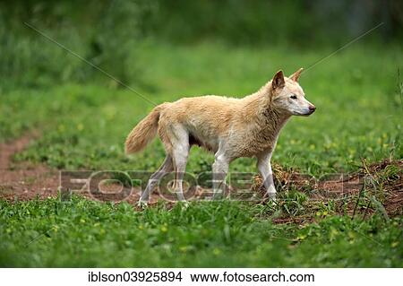 Picture - "Dingo (Canis familiaris dingo), Australia, Oceania". Fotosearch