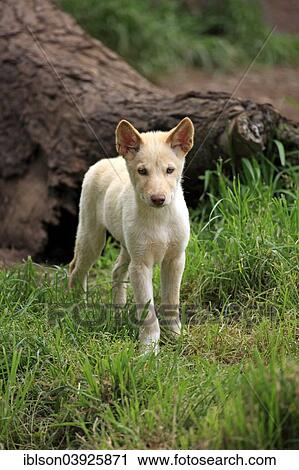 Stock Image - "Dingo (Canis familiaris dingo), Australia, Oceania". Fotosearch