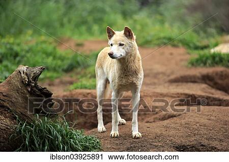 "Dingo (Canis familiaris dingo), Australia, Oceania" View Large Photo Image Stock Image - "Dingo (Canis familiaris dingo), Australia, Oceania". Fotosearch
