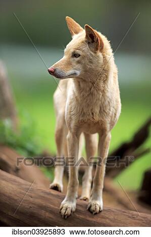 Stock Image - "Dingo (Canis familiaris dingo), Australia, Oceania". Fotosearch