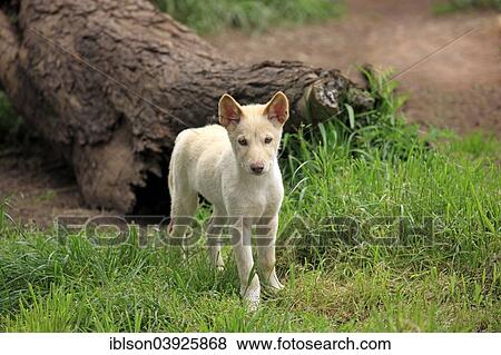 "Dingo (Canis familiaris dingo), Australia, Oceania" View Large Photo Image Stock Photo - "Dingo (Canis familiaris dingo), Australia, Oceania". Fotosearch