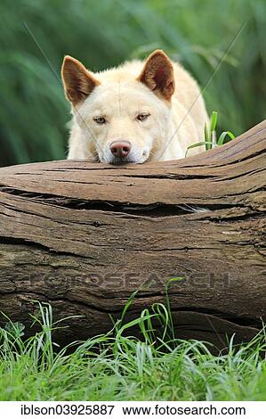 Stock Photo - "Dingo (Canis familiaris dingo), Australia, Oceania". Fotosearch