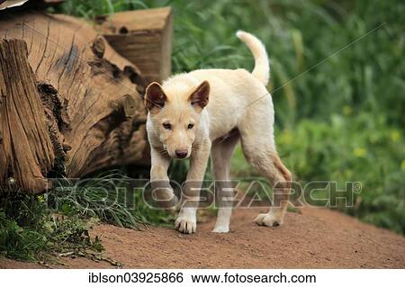 "Dingo (Canis familiaris dingo), Australia, Oceania" View Large Photo Image Stock Photograph - "Dingo (Canis familiaris dingo), Australia, Oceania". Fotosearch