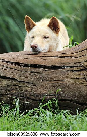 "Dingo (Canis familiaris dingo), Australia, Oceania" View Large Photo Image Stock Photograph - "Dingo (Canis familiaris dingo), Australia, Oceania". Fotosearch