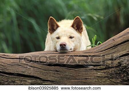 Stock Photography - "Dingo (Canis familiaris dingo), Australia, Oceania". Fotosearch