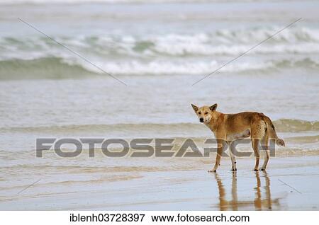 "Dingo (Canis lupus dingo) on a beach, Fraser Island, Queensland, Australia, Oceania" View Large Photo Image Stock Photo - "Dingo (Canis lupus dingo) on a beach, Fraser Island, Queensland, Australia, Oceania". Fotosearch