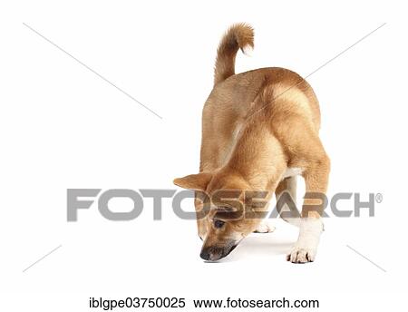 Dingo (Canis lupus dingo) View Large Photo Image Stock Photography - Dingo (Canis lupus dingo). Fotosearch