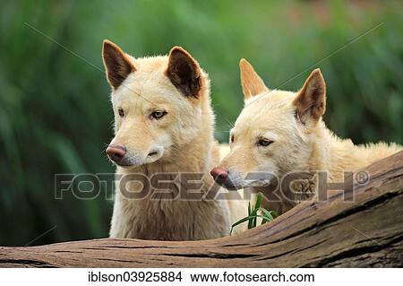 Picture - "Dingoes (Canis familiaris dingo), Australia, Oceania". Fotosearch
