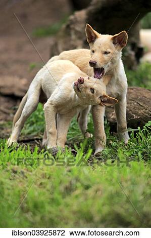 Stock Image - "Dingoes (Canis familiaris dingo), Australia, Oceania". Fotosearch