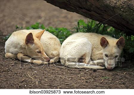 "Dingoes (Canis familiaris dingo), Australia, Oceania" View Large Photo Image Stock Image - "Dingoes (Canis familiaris dingo), Australia, Oceania". Fotosearch