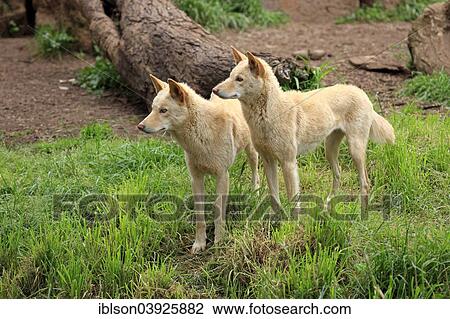 Stock Image - "Dingoes (Canis familiaris dingo), Australia, Oceania". Fotosearch