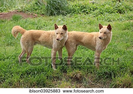 "Dingoes (Canis familiaris dingo), Australia, Oceania" View Large Photo Image Stock Image - "Dingoes (Canis familiaris dingo), Australia, Oceania". Fotosearch