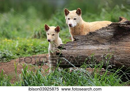 "Dingoes (Canis familiaris dingo), Australia, Oceania" View Large Photo Image Stock Photography - "Dingoes (Canis familiaris dingo), Australia, Oceania". Fotosearch