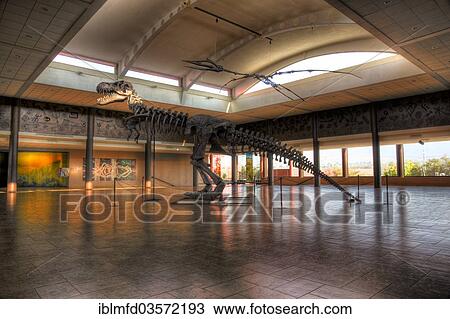 "Dinosaur skeleton in Museo del Desierto, Saltillo, Coahuila, Mexico, North America" View Large Photo Image Stock Image - "Dinosaur skeleton in Museo del Desierto, Saltillo, Coahuila, Mexico, North America". Fotosearch