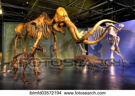 "Dinosaur skeletons in Museo del Desierto, Saltillo, Coahuila, Mexico, North America" View Large Photo Image Picture - "Dinosaur skeletons in Museo del Desierto, Saltillo, Coahuila, Mexico, North America". Fotosearch