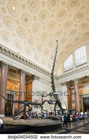 "Dinosaur skeletons, Metropolitan Museum of Art, Manhattan, New York, United States, North America" View Large Photo Image Stock Image - "Dinosaur skeletons, Metropolitan Museum of Art, Manhattan, New York, United States, North America". Fotosearch