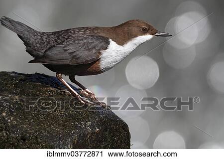 "Dipper (Cinclus cinclus), Polenztal Valley, Saxon Switzerland, Saxony, Germany, Europe" View Large Photo Image Stock Image - "Dipper (Cinclus cinclus), Polenztal Valley, Saxon Switzerland, Saxony, Germany, Europe". Fotosearch