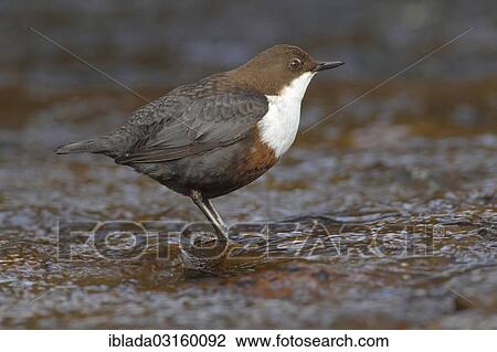"Dipper (Cinclus cinclus) standing in running water, Wiederstein, Neunkirchen, North Rhine-Westphalia, Germany, Europe" View Large Photo Image Stock Image - "Dipper (Cinclus cinclus) standing in running water, Wiederstein, Neunkirchen, North Rhine-Westphalia, Germany, Europe". Fotosearch