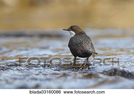 "Dipper (Cinclus cinclus) standing in running water, Wiederstein, Neunkirchen, North Rhine-Westphalia, Germany, Europe" View Large Photo Image Stock Photograph - "Dipper (Cinclus cinclus) standing in running water, Wiederstein, Neunkirchen, North Rhine-Westphalia, Germany, Europe". Fotosearch