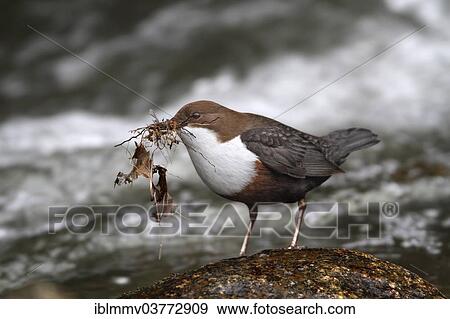 "Dipper (Cinclus cinclus) with nesting material, Polenztal Valley, Saxon Switzerland, Saxony, Germany, Europe" View Large Photo Image Stock Photo - "Dipper (Cinclus cinclus) with nesting material, Polenztal Valley, Saxon Switzerland, Saxony, Germany, Europe". Fotosearch