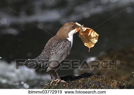 "Dipper (Cinclus cinclus) with nesting material, Polenztal Valley, Saxon Switzerland, Saxony, Germany, Europe" View Large Photo Image Stock Photo - "Dipper (Cinclus cinclus) with nesting material, Polenztal Valley, Saxon Switzerland, Saxony, Germany, Europe". Fotosearch
