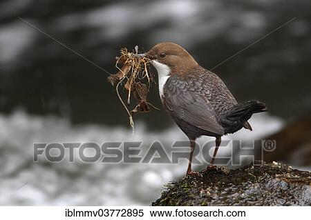 "Dipper (Cinclus cinclus) with nesting material, Polenztal Valley, Saxon Switzerland, Saxony, Germany, Europe" View Large Photo Image Stock Photography - "Dipper (Cinclus cinclus) with nesting material, Polenztal Valley, Saxon Switzerland, Saxony, Germany, Europe". Fotosearch