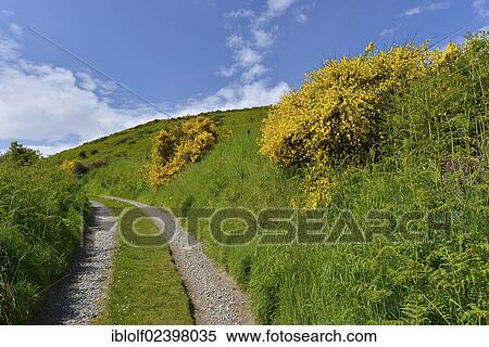 Stock Photography - "Dirt road lined with Scotch Broom (Cytisus scoparius), Gardenstown, Banffshire, Scotland, United Kingdom, Europe". Fotosearch