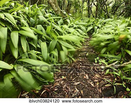 "Dirt track in Ha'ena State Park, Hawaii State Parks, Kaua'i, Hawaii, USA" View Large Photo Image Stock Image - "Dirt track in Ha'ena State Park, Hawaii State Parks, Kaua'i, Hawaii, USA". Fotosearch