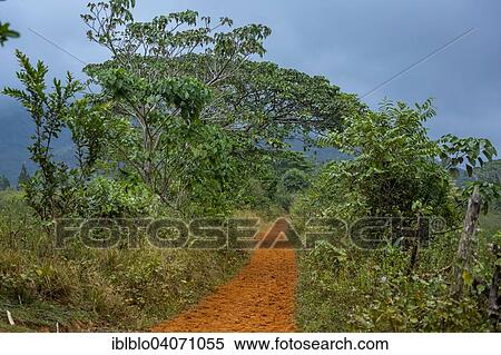 "Dirt track with red earth through the Vinales Valley, mud trail, Pinar del Rio Province, Cuba, North America" View Large Photo Image Stock Photography - "Dirt track with red earth through the Vinales Valley, mud trail, Pinar del Rio Province, Cuba, North America". Fotosearch