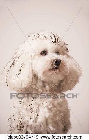 "Dirty toy poodle, portrait" View Large Photo Image Stock Photo - "Dirty toy poodle, portrait". Fotosearch