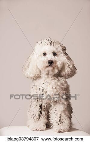 Dirty toy poodle sitting View Large Photo Image Stock Photo - Dirty toy poodle sitting. Fotosearch