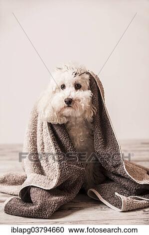 Dirty toy poodle wrapped in a towel View Large Photo Image Stock Image - Dirty toy poodle wrapped in a towel. Fotosearch