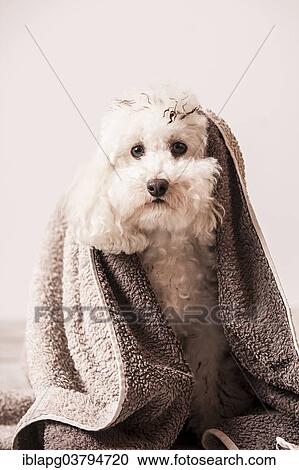 Dirty toy poodle wrapped in a towel View Large Photo Image Stock Image - Dirty toy poodle wrapped in a towel. Fotosearch