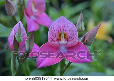 "Disa orchid hybrid (Disa), Berggarten, Herrenhausen, Hanover, Lower Saxony, Germany, Europe" View Large Photo Image Picture - "Disa orchid hybrid (Disa), Berggarten, Herrenhausen, Hanover, Lower Saxony, Germany, Europe". Fotosearch