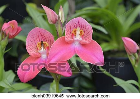 "Disa orchid hybrid (Disa), Berggarten, Herrenhausen, Hanover, Lower Saxony, Germany, Europe" View Large Photo Image Stock Photography - "Disa orchid hybrid (Disa), Berggarten, Herrenhausen, Hanover, Lower Saxony, Germany, Europe". Fotosearch